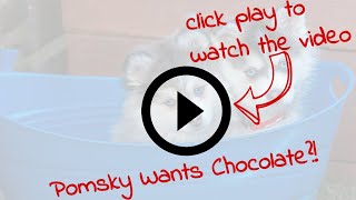 Pomsky Puppy Mia wants a little chocolate Pomsky Puppies California [upl. by Faucher]