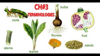 Ch 3 TERMINOLOGIES Pharmacognosy B Category 1st Year [upl. by Sherri896]