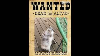 Wanted dead or alive [upl. by Rue]