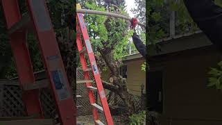 Cleaning Up Large Tree Part 3 🌳 treework satisfying cleanup [upl. by Attenrad879]