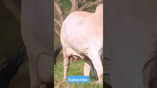 ONLY 46000 FOR COW  kote farmers kannada [upl. by Oleusnoc]