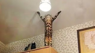 The very best and funniest CAT moments 😅Funny Pet Videos 2024 [upl. by Honan]