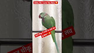 I Love You Bolne Wala parrot 🦜🥰funny birds comedy cute viralshorts youtubeshorts shorts [upl. by Yclehc669]