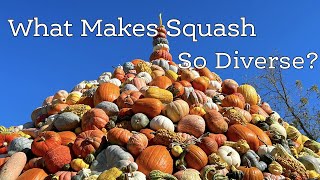 What Makes Squash So Diverse [upl. by Casey249]