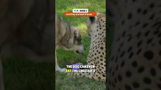 Cheetahs have emotional support dogs cheetah dogs friendship [upl. by Erikson971]