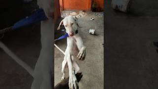 Rajapalayam dog rajapalayam kombaidogs rajapalayamdogs rajapalayampuppy rajapalayamdog dog [upl. by Langley]