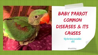 Baby parrot care ampt tips  diseases and its cure  Alexandrine amp indian ringneck [upl. by Olivann]