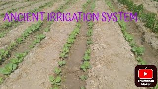 WHY I CHOSE FURROW IRRIGATION [upl. by Erwin]