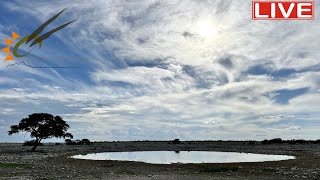 Namibia Live stream at the Okaukuejo waterhole in Etosha National Park Namibia [upl. by Eltsyrhc]