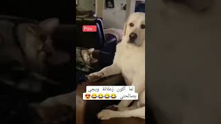 لما اكون زعلانه ويجي يصالحني قطط وجهةنظر catlover [upl. by Siseneg]