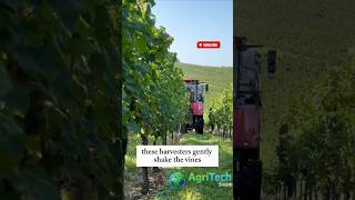 GRAPE Harvesting Like a PRO with Advanced Machines [upl. by Lemor747]