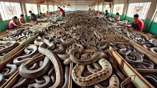 Chinese Farmers Raise And Process Millions Of Snakes This Way [upl. by Dlaregztif825]