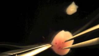 Isolation and injection of an E80 mouse embryo [upl. by Publea185]