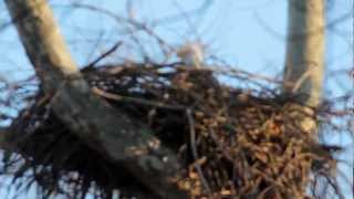 Eagles in Flight at Turkey Run State Park  Indiana DNR [upl. by Eula]