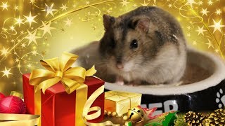 Hamster öffnet Geschenk [upl. by Umeko]