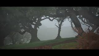 Madeira  Fanal im Nebel [upl. by Alliuqal]