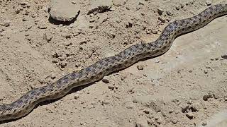 Snake On a walk in the mountains of Los Angeles [upl. by Rovert]