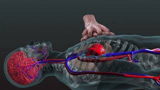 Romanian  Resuscitarea cardiopulmonară  O privire tridimensională în interiorul corpului uman [upl. by Beckie]