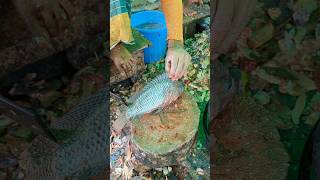 Large Giant Size Tilapia Fish Cutting Skills In Fish Market😱😳  shorts fishcuttingvideos [upl. by Handy]