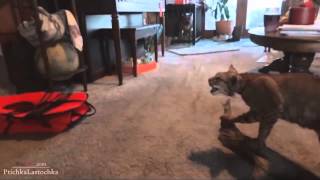 Scared Cats Compilation 2014 part 1 [upl. by Ardnak]