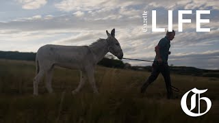 Rehabilitating burros with racing [upl. by Theona444]