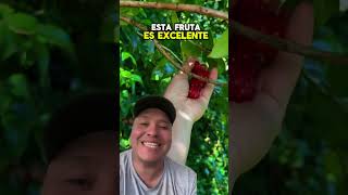 Conocías la fruta cereza riñón trabajodecampo frutas campo [upl. by Eselrahc]