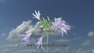 Timelapse of Growing and Blooming Brodea Flower [upl. by Lidia]