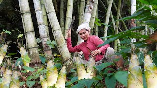 Harvest wild Bamboo Shoots wild Eggplant Goes to market sell  Grass cuttings for pet food [upl. by Iat]