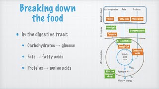 Catabolic Processes [upl. by Henri]