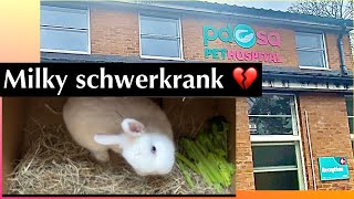 Milky hat Encephalitozoon cuniculi MILKY muss ins Krankenhaus 😓schwer krank 🤍Kaninchenbande [upl. by Aisek]