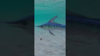 Amazing Swordfish How They Use Their Sword for Hunting [upl. by Ees]