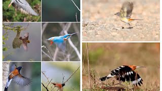 2 Minutes of different birds taking off [upl. by Bellina585]