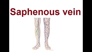 Saphenous Veins  Structure and Function  2024 [upl. by Kaleb356]