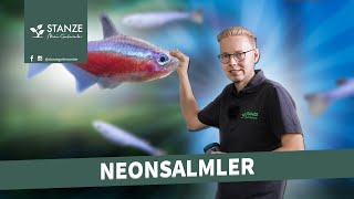 Neonsalmler im Aquarium [upl. by Efren]