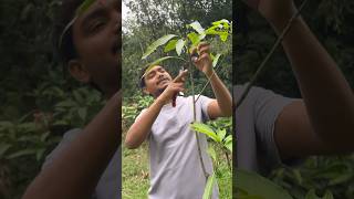 Mango tree pruning in India  mangotreepruning farming indiannurserytips [upl. by Nastassia111]