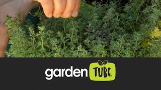 Tips for growing thyme [upl. by Mela]