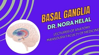 Anatomy of Basal Ganglia [upl. by Kobylak47]