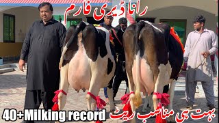 Rana dairy farm pakistan no1 cows at rana dairy farm  biggest cows  top class bread hfcows [upl. by Oniskey]