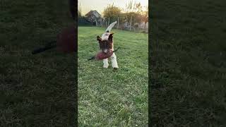 Lagotto romagnolo Fellini [upl. by Kipper]