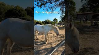 Parc de figuerolles Martigues horse cheval nature goodvibes animals martigues beautiful [upl. by Ainafets]