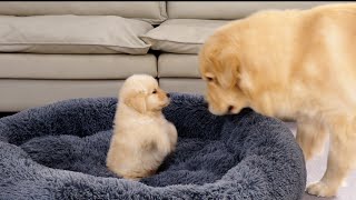 Golden Retriever Puppy Steals Dads Bed Funny Dog Reaction [upl. by Abernon747]