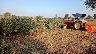 Beautiful Muching w Swaraj 855 FE amp Maschio Terminator Mulcher  Prem Agro Beejna [upl. by Liss]