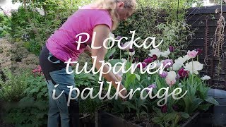 Plocka tulpaner i pallkrage [upl. by Airdnola]