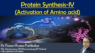 Protein Synthesis Activation of Amino acid [upl. by Adey]