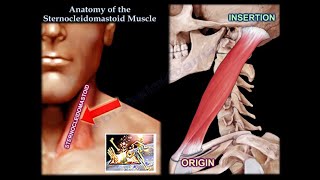 Anatomy Of The Sternocleidomastoid Muscle  Everything You Need To Know  Dr Nabil Ebraheim [upl. by Ado404]