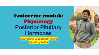 Posterior pituitary hormones  Physiology  Endocrine module [upl. by Evelinn]