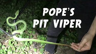 Pope’s Pit Viper Trimeresurus popeiorum  Herping Thailand [upl. by Eemaj]