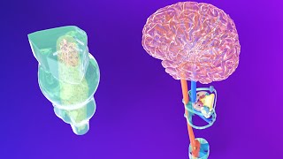 3D Medulla Embryology  Rhombencephalon Embryology Part 2  Neuroembryology Part 5 [upl. by Geminius]