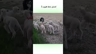 أفشل خطة هروب 🐑  دبلجةمضحكة ضحك اكسبلور السعودية mykingo كوميديا funny دوبلاج خروف [upl. by Alegnaoj719]