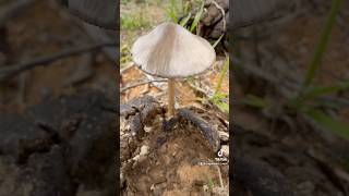 Panaeolus antillarum 🍄🇧🇷 cogumelos mushroom 🍄 nature [upl. by Bradshaw]